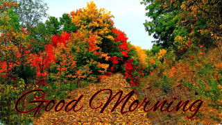 Good morning road leaves ground - good free wallpaper