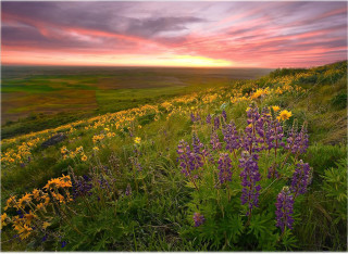 Wildflowers sunset pink sky clouds - other flower free wallpaper
