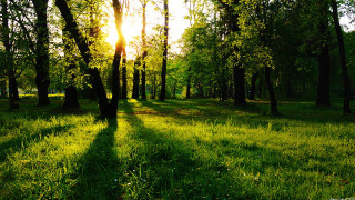Grassy field trees sun shining - a grassy field free wallpaper