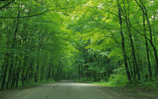 Dirt road trees green foliage - green foliage free wallpaper