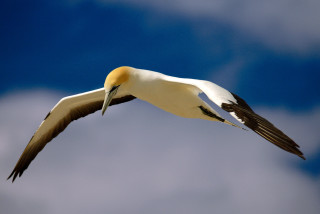 Bird flying wings spread head - bernd fasching free wallpaper