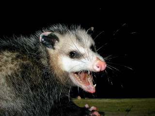 Ferret yawning night wooden sky - aloysius okelly free wallpaper