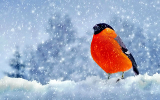 Red black bird snowy branch - a digital painting free wallpaper
