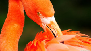 Flamingo closeup blurry background trees - the background and a blurry background free wallpaper