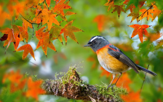 Bird perched branch tree orange - a branch in a tree free wallpaper