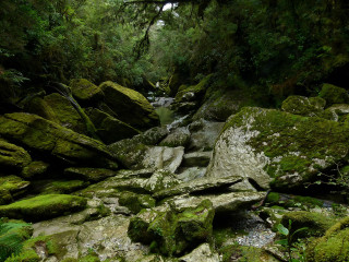 Stream lush forest rocks mossy 3 - sense of depth free wallpaper