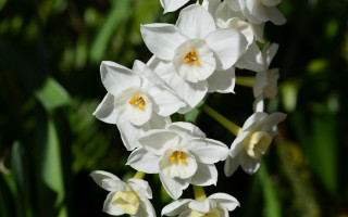 White flowers yellow centers garden 2 - a garden free wallpaper