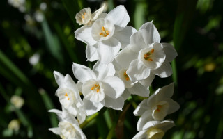White flower garden macro bokeh - a garden free wallpaper