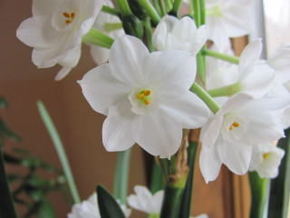 Vase filled white flowers table - anne rigney free wallpaper