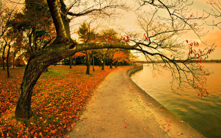 Path water trees background leaves 2 - a path free wallpaper