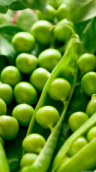 Close up green beans plant - free other wallpaper