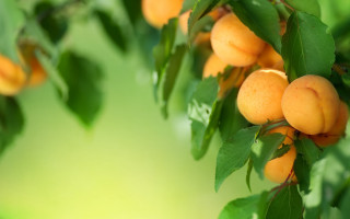Apricot branch leaves green background - leaf free wallpaper