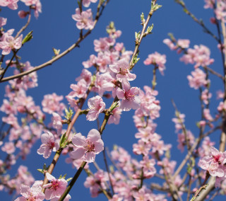 Pink flower tree blue sky 6 - a few cloud free wallpaper