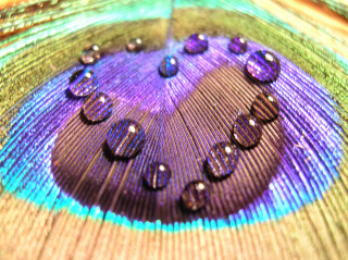Peacock feather water drops multicolored - drop of water free wallpaper