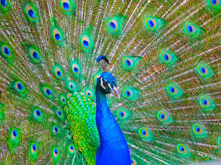 Peacock feathers spread display colorful - its feather free wallpaper