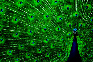 Peacock feathers spread tail display 7 - its feather free wallpaper