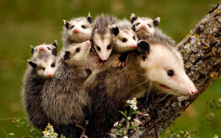 Opossums tree branch field flowers - anne nasmyth free wallpaper