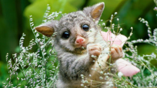 Small animal field flowers grass - a small animal free wallpaper