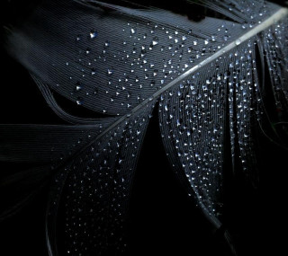 Black feather water droplets white - water droplet free wallpaper