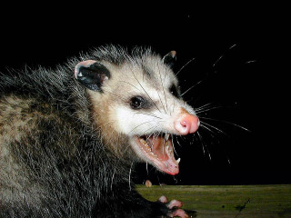 Ferret yawning wooden night fireworks - aloysius okelly free wallpaper