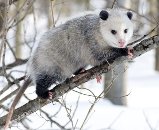 Ferret sitting tree branch snow 2 - a tree branch in the snow free wallpaper