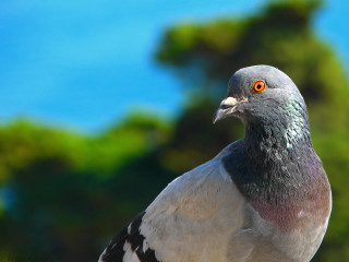 Pigeon closeup tree blue sky - clovis trouille free wallpaper