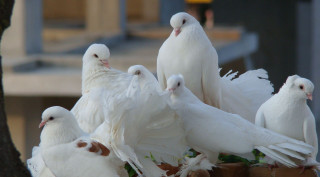 White birds wooden box tree - apelle free wallpaper