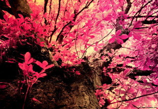 Tree pink leaves fall red - the fall season free wallpaper
