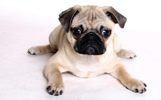 Small pug dog laying white - a small pug dog free wallpaper