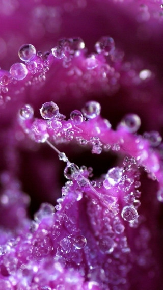 Purple flower water droplets macro 33 - water droplet free wallpaper