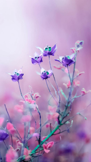 Purple flowers blurry background cherry - a blurry background free wallpaper