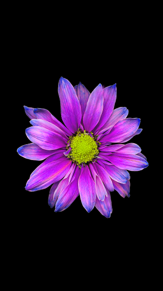 Purple flower green center black - affinity photo free wallpaper