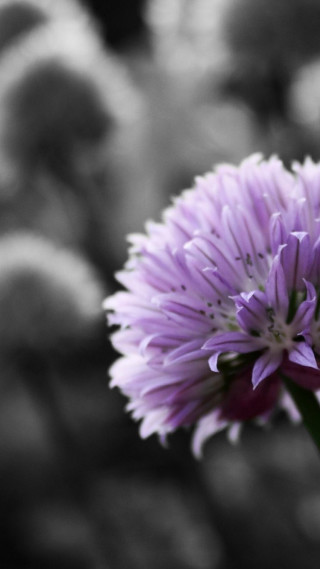 Purple flower blurry background rocks - the foreground free wallpaper