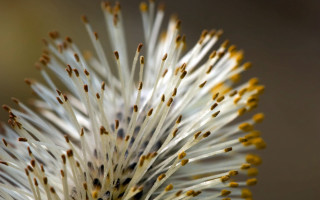 White flower yellow tips macro - free new year wallpaper
