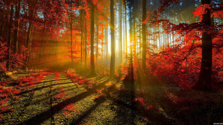Forest bench red leaves sunlight - a bench and trees free wallpaper