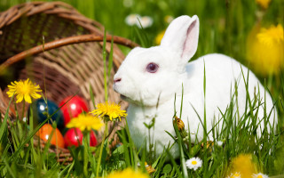 White rabbit grass basket eggs 2 - a white rabbit free wallpaper