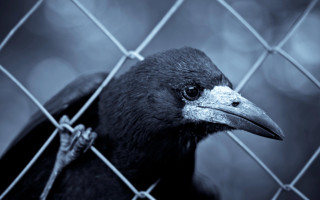 Black bird fence blue background - a black bird free wallpaper