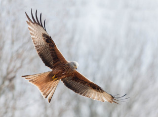 Bird prey flying bare tree - arie smit free wallpaper