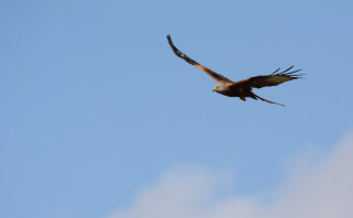 Bird flying sky blue background 2 - animal free wallpaper