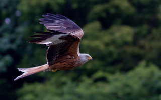 Bird of prey flying over - over a forest free wallpaper