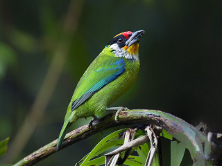 Colorful bird perched branch leaves - a branch in a tree free wallpaper