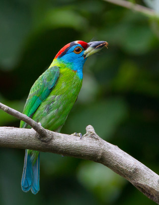 Colorful bird perched tree branch 4 - animal photography free wallpaper