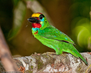 Colorful bird perched forest animals - background of leaves free wallpaper