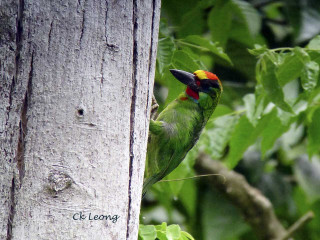 Colorful bird perched forest green 3 - ding guanpeng free wallpaper