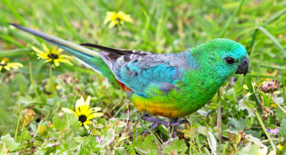 Colorful bird grass flowers neck - its beak open free wallpaper