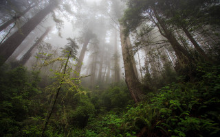 Dense forest tall trees foggy - green plant free wallpaper