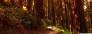 Dirt road trees ferns sunbeam - a sunbeam in the distance free wallpaper