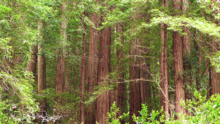 Forest trees leaves bush garden - free forest wallpaper