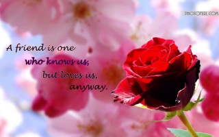 Red rose quote friend knows - us free wallpaper