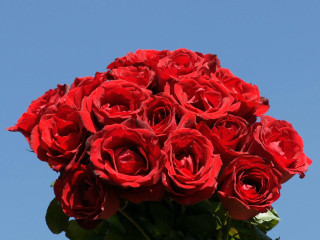 Red roses vase table blue 2 - a vase free wallpaper